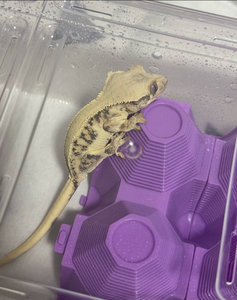 Yeni tasarım sürüngen aksesuarları özel sürüngen ürünleri sürüngen değişen kertenkele rengi için gizler - Product Image 6