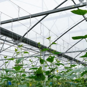 Serre agricole commerciale multi-spans avec système de suspension pour plantes grimpantes (tomates, concombres, raisins) - Product Image 5
