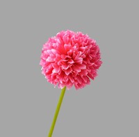 Großhandel Künstliche Allium-Blume, Einzelkopf-Hortensie Seidenblume für Heim- und Hochzeitsdekoration