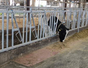 Süt ve hayvancılık çiftlikleri için profesyonel yeni sıcak daldırma galvanizli çelik sığır Headlock kısıtlama payanda - Product Image 2