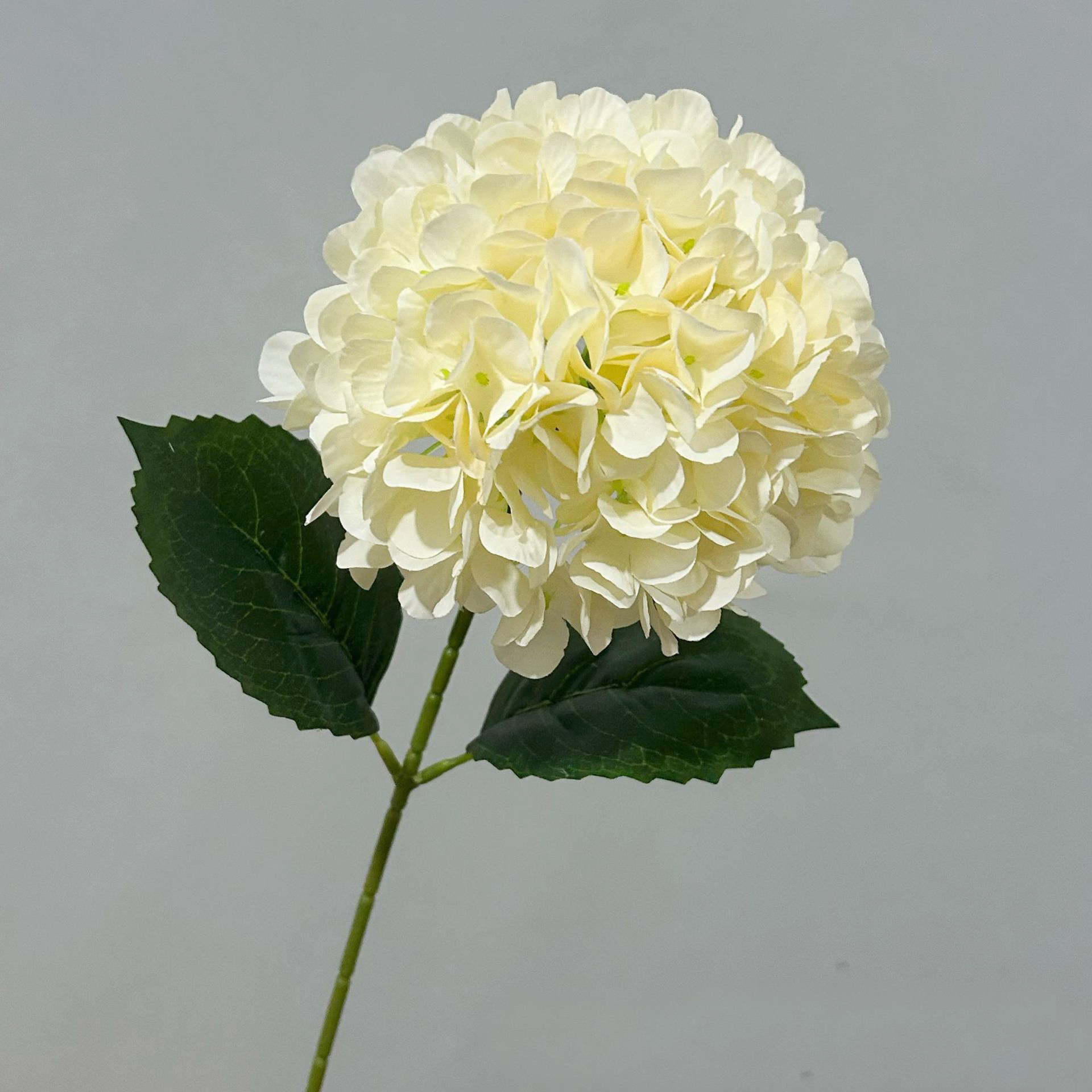 Light Yellow