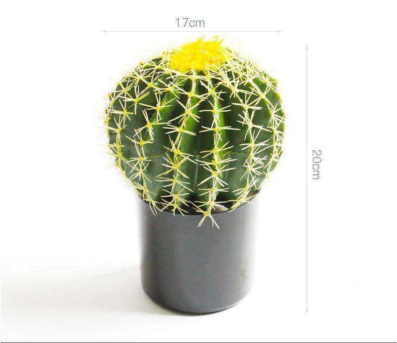 Yellow thorn cactus with basin