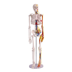 Wissenschaftliches Lehrmittel, 85 cm, das menschliche Skelett, Gefäße und Nerven, Anatomie-Modell, Lehrmittel - Product Image 1
