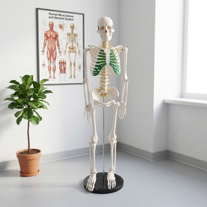Modello di Scheletro Umano Completo da 85 cm con Nervi Spinali e Costole Verdi Marcate, Torace e Ossa, Esemplare Anatomico Didattico - Product Image 3