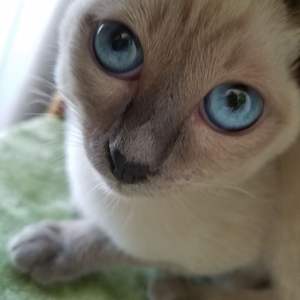 Kratz katze Aktivität sbaum Luxus Kratz baum Turm Einzigartiger Kratz baum kletterer - Product Image 5