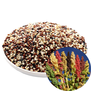 HALAL usine <span class=keywords><strong>prix</strong></span> gros chenopodium <span class=keywords><strong>quinoa</strong></span> extrait poudre <span class=keywords><strong>quinoa</strong></span> peptide poudre - Product Image 3
