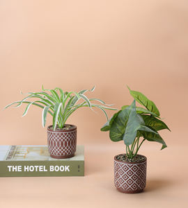 Pots en céramique de style nordique pour plantes Conception de bassin ventilé pour <span class=keywords><strong>Cactus</strong></span> Couvercles de pots de fleurs succulentes pour la maison et le jardin - Product Image 4