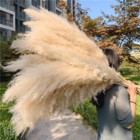 F-1709 Vente en Gros 110-120cm de Hauts Fleurs Séchées de Pampa Naturelles Grande Herbe de la Pampa Séchée Blanche Moelleuse pour Décoration