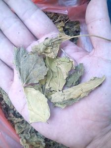 Vente chaude-poudre de fruit de la passion séchée avec un bon prix sofia - Product Image 4