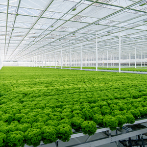 เรือนกระจกฟิล์มพลาสติกแบบอุโมงค์มะเขือเทศประหยัดประหยัดสำหรับผัก - Product Image 6