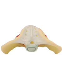 Modelo de bronquios humanos médicos de Biología avanzada con modelo de anatomía de laringe