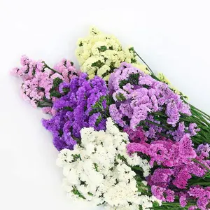 Hermosas Flores Secas de Myosotis Sylvatica, Flores Preservadas de No Me Olvides, <span class=keywords><strong>Limonium</strong></span> Preservado - Product Image 1