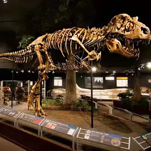 حديقة الديناصور حفاريات الديناصور الحقيقي T-rex هيكل عظمي للمتحف معرض محاكاة الهيكل العظمي للديناصورات