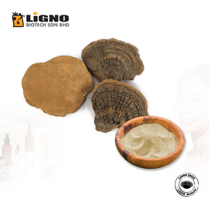 Poudre d'extrait de champignon Sang Huang LiGNO SH02 de qualité supérieure pour capsules et sachets, fourniture OEM pour les marchés de Malaisie - Product Image 1