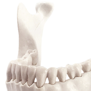 ADA-A670 Лидер продаж, модель с нижней челюстью и зубами, в натуральную величину, медицинская обучающая модель, Лидер продаж, медицинская обучающая Анатомия человека - Product Image 2