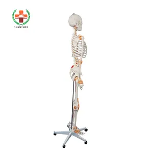 SUNNYMED SY-N021 medizinisches Bildungs modell Fort geschrittenes PVC-Anatomie-Modell des menschlichen Skeletts Auf Lager