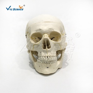 Modelo de Esqueleto Cranial con Mandíbula Móvil, Dientes Extraíbles y <span class=keywords><strong>Suturas</strong></span> Incizadas - PVC Importado - Product Image 2