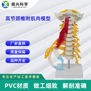 Modèle avancé de colonne cervicale avec muscles, tronc cérébral et os occipital ; simulation des muscles du cou et de la colonne vertébrale humains pour l'enseignement - Product Image 5