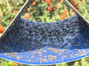 Piège à phéromones sexuelles Tuta Absoluta pour la mineuse des feuilles de tomate, piège solide en papier pour les mites, contrôle des insectes tout-en-un - Product Image 4