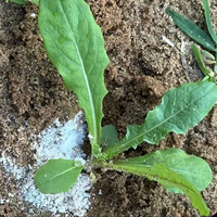 Agent de rétention d'eau très efficace pour la conservation de l'humidité du sol et l'amélioration de la croissance des plantes fabriqué en Chine