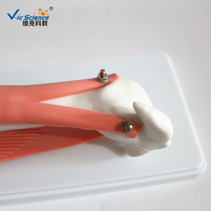 Modelo didáctico de biología para escuelas secundarias que demuestra la coordinación muscular de los bíceps y tríceps brachii y la articulación del codo. - Product Image 4
