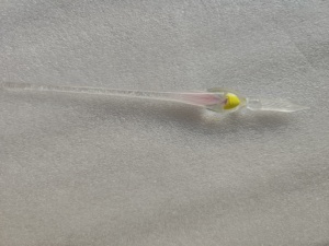 Stylo plume en verre méduse, encre facile à nettoyer, pour dessin de bandes dessinées, stylo plume en verre pour cours de <span class=keywords><strong>calligraphie</strong></span> au collège - Product Image 4