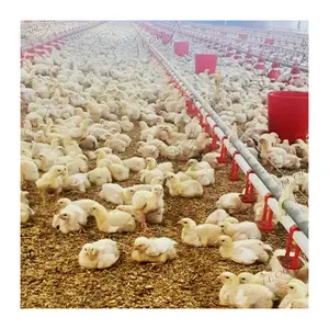Kualitas tinggi sederhana peralatan peternakan ayam bahan Mesin Pertanian