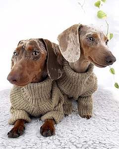 Fitwarm Thermischer Gestrickter Hundepullover für Mittelgroße Hunde, Katzen-Sweatanzug, Wintermantel, Haustierkleidung, Rollkragen-Welpenjacke, Salbeigrün, Baumwolle für Hündchen - Product Image 1