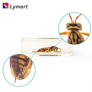 Equipaggiamento didattico trasparente campione in resina di <span class=keywords><strong>calabrone</strong></span> per la <span class=keywords><strong>vespa</strong></span> per l'insegnamento - Product Image 3