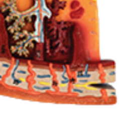 ADA-A599 แบบจำลองกายวิภาคของรกขยายขนาดคุณภาพสูง สำหรับการเรียนการสอนทางการแพทย์ จากเซี่ยงไฮ้ - Product Image 4