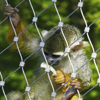 Panneau de volière d'oiseaux de visibilité originale pour l'enceinte de zoo d'acier inoxydable de parc sauvage