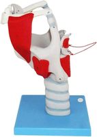 Modèle d'anatomie Larynx humain Modèle professionnel de simulation d'articulation du larynx humain agrandi Classe médicale Enseignement Affichage médical