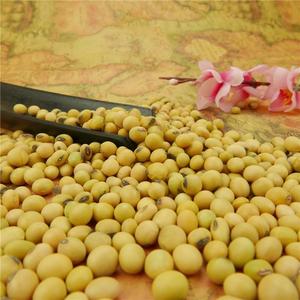 Nihewan Trung Quốc Soja Hạt Protein Cao Soyabean Hữu Cơ Đậu Nành Cho Đậu Hủ - Product Image 3