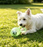 Jouet à mâcher pour chien TPR Squeaky Kettlebell Spiky, balle de football texturée, durable, facile à saisir, interactif, pour le nettoyage des dents