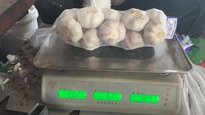 All'ingrosso nuovo fornitore di aglio fresco normale aglio bianco alho ail G1 produttore di buona qualità jinxang ajo - Product Image 2