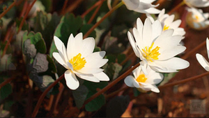 100% poudre d'extrait de goutte de sang naturel pur prix d'usine Sanguinaria Canadensis - Product Image 2