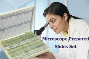 उच्च गुणवत्ता वाले विज्ञान शिक्षण अनुसंधान संयंत्र जड़ों/उपस्भाग/बीज तैयार वनस्पति विज्ञान माइक्रोस्कोप स्लाइड - Product Image 4