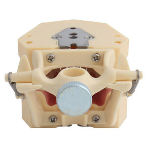 ฟันมนุษย์ทันตกรรมทางการแพทย์รุ่น Frasaco พร้อมไขควงมาตรฐานช่องปากที่ถอดออกได้ - Product Image 4