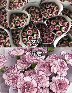 云南昆明批发康乃馨紫边鲜切花教师节母亲地块室内花 - Product Image 4