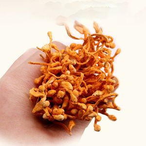 Harga Grosir Bubuk Ekstrak Bunga Jamur Cordyceps Mycelium Militaris Organik Liar Beku Kering dalam Jumlah Besar - Product Image 6