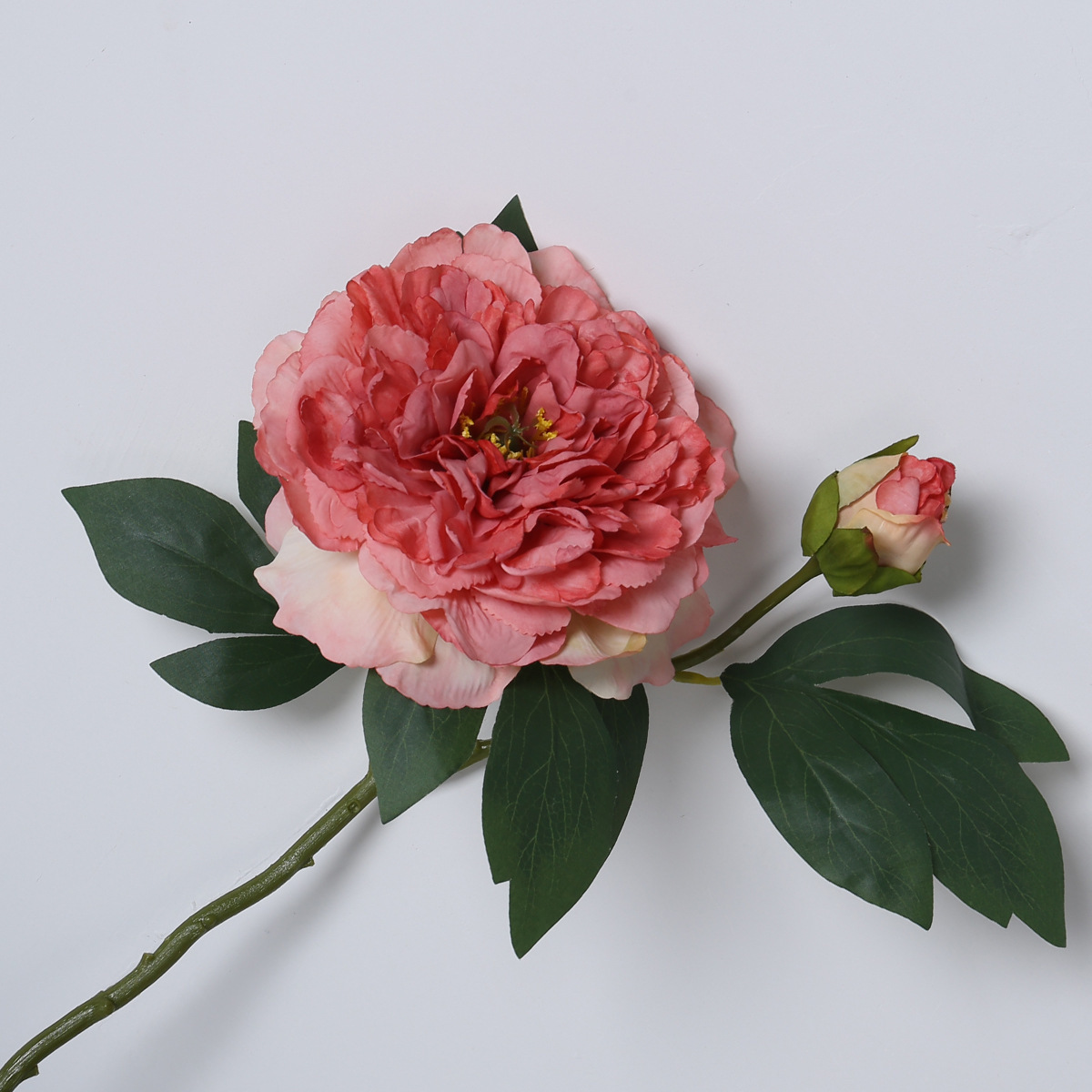 Peonías de pintura al óleo rosa intenso-borde quemado