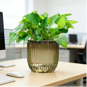 <span class=keywords><strong>Jardinière</strong></span> innovante à <span class=keywords><strong>action</strong></span> capillaire pour une humidité constante, idéale pour la décoration de bureau - Product Image 3