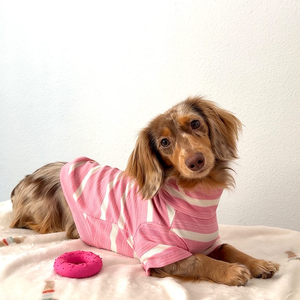 가볍고 편안하며 신축성 있는 스프링 애완동물 드레스 의류 고급 명품 애완동물 디자이너 의류 - Product Image 4