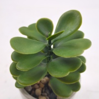 Pot de fleurs en céramique et marbre de Style moderne, Pots de plantes succulentes/Cactus, Pots de bonsaï