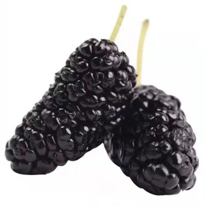 <span class=keywords><strong>Thé</strong></span> aux fruits de mûre en gros, sans additifs, fruits de mûre noirs séchés naturels de haute qualité - Product Image 2