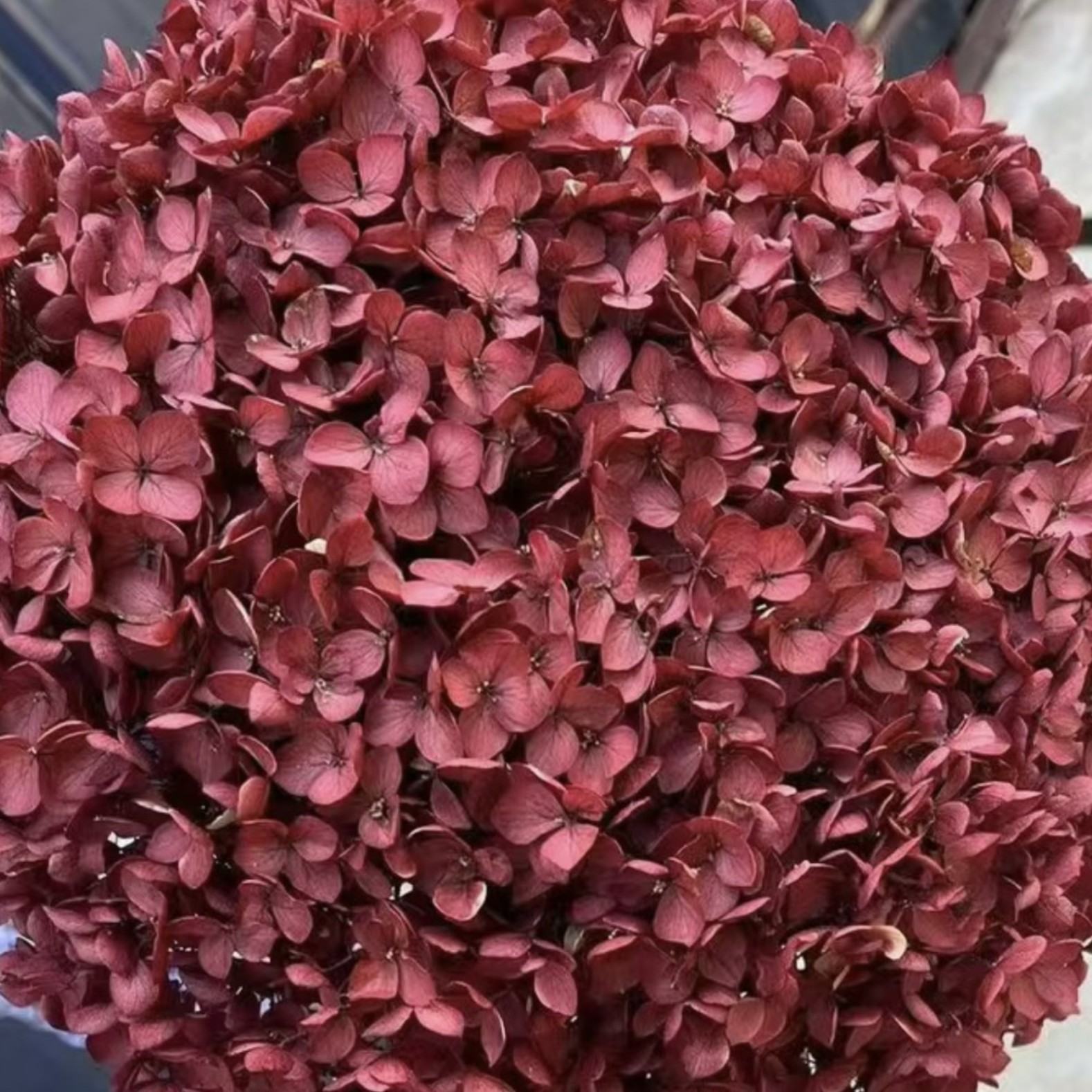 dark red hydrangeas