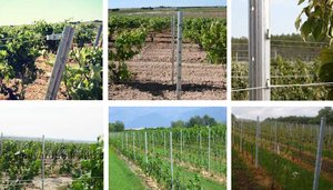 Alveizado 275G ollolloled Teel etal ineyard teence Oost/rbree ineyard takes ineyard rape Hape Ost - Product Image 5