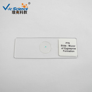 Fournisseur direct d'objectifs de microscope Mucor, de préparations microscopiques et d'équipements pédagogiques de biologie pour les niveaux primaire et secondaire. - Product Image 5