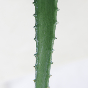 60cm Faux <span class=keywords><strong>Aloe</strong></span> <span class=keywords><strong>Vera</strong></span> Plante <span class=keywords><strong>Bureau</strong></span> Artificielle Succulente Plante En Pot pour Intérieur Maison Salon Décor - Product Image 2