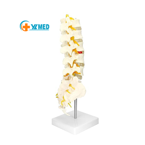 Grande <span class=keywords><strong>Vertebra</strong></span> lombare naturale a grandezza naturale con coccige modello per l'insegnamento delle scienze mediche e l'aula scientifica - Product Image 1